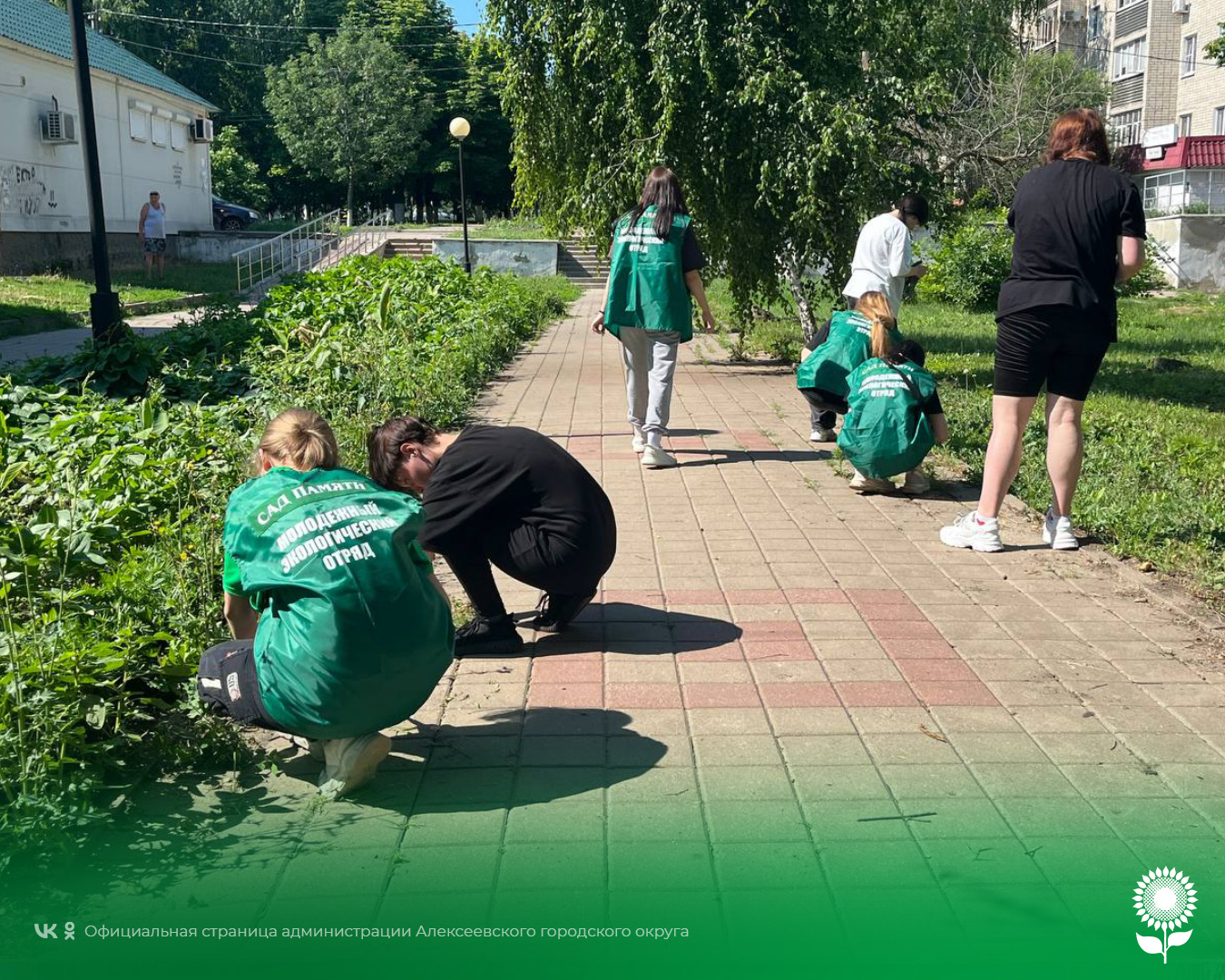 Алексеевские студенты и школьники помогают благоустраивать город.