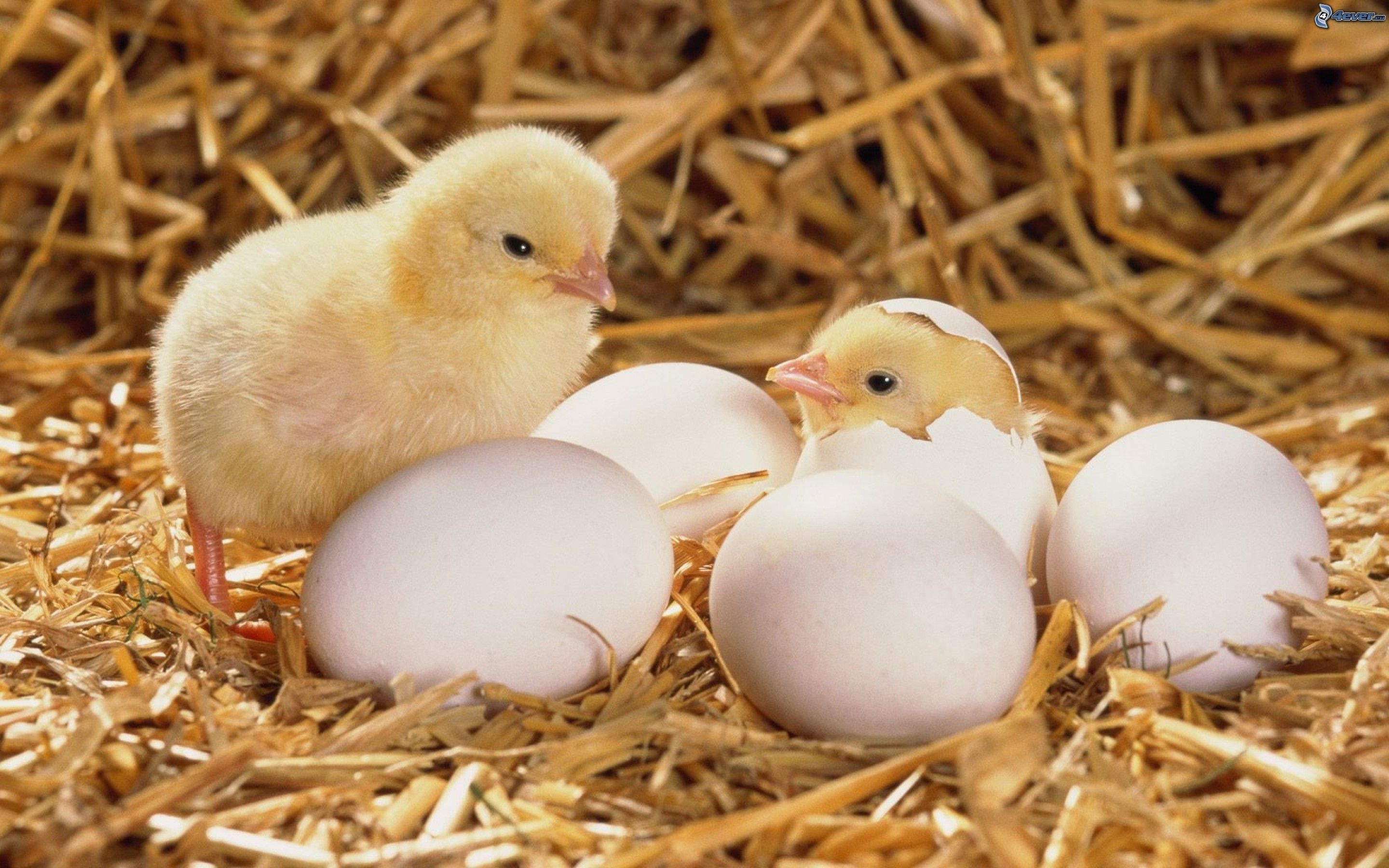 О недопустимости приобретения молодняка птицы или инкубационного яйца в местах несанкционированной торговли.