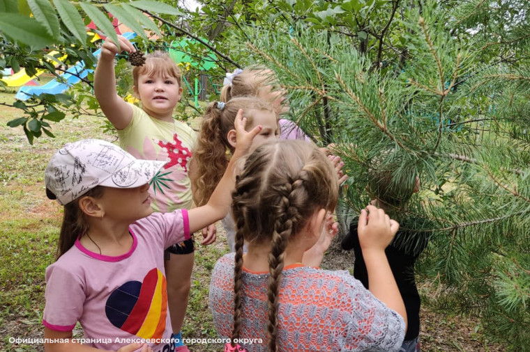 В детских садах Алексеевского городского округа провели дидактическую игру «Лес, природа и мы».